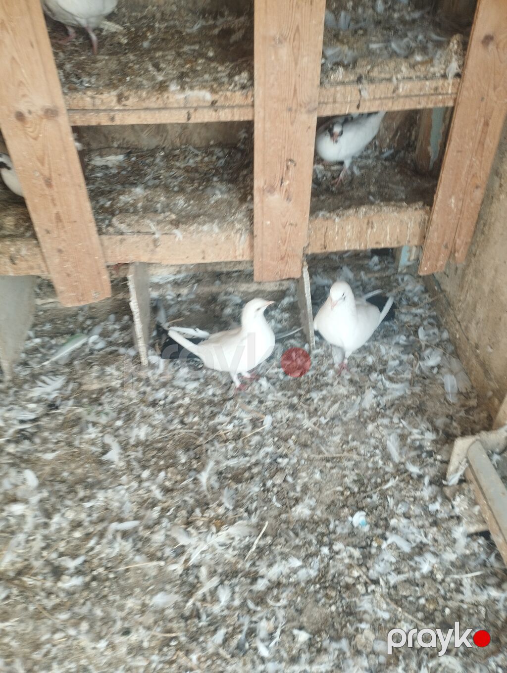 Erkey maya cütdiler qiymət.90m — Göyərçin, Sumqayıt (5)