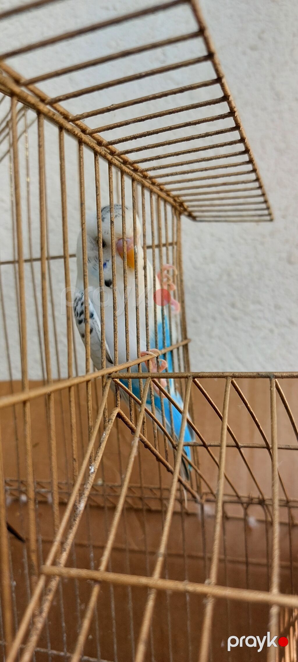 Məhsul: dalmatin və klassik rəng kombinasiyalarında nimfa/budgerigar — Qəfəslər, Lənkəran (4)