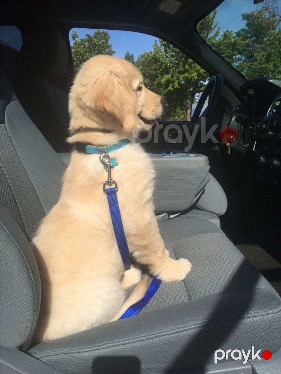 Golden Retriver — Köpəklər, Bakı (2)