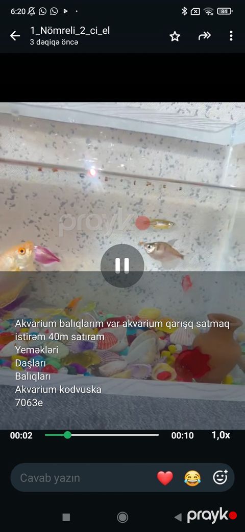 Akvaryum və balıq paketi - Qarışıq akvarium balıqları (şəkillərdə — Gəncə