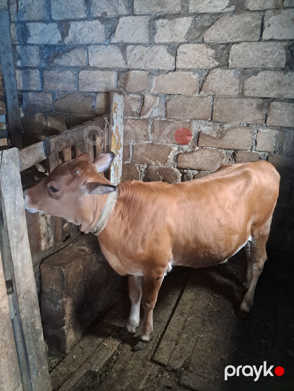Cins: Yerli qır (“qırmızı” rəngli) Növ: Dana (dişi) Rəng: Açıq — Kənd təsərrüfatı heyvanları, Masazır (3)