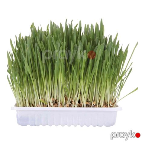 Ot pişiklər üçünTrixie, 100 q — Bakı