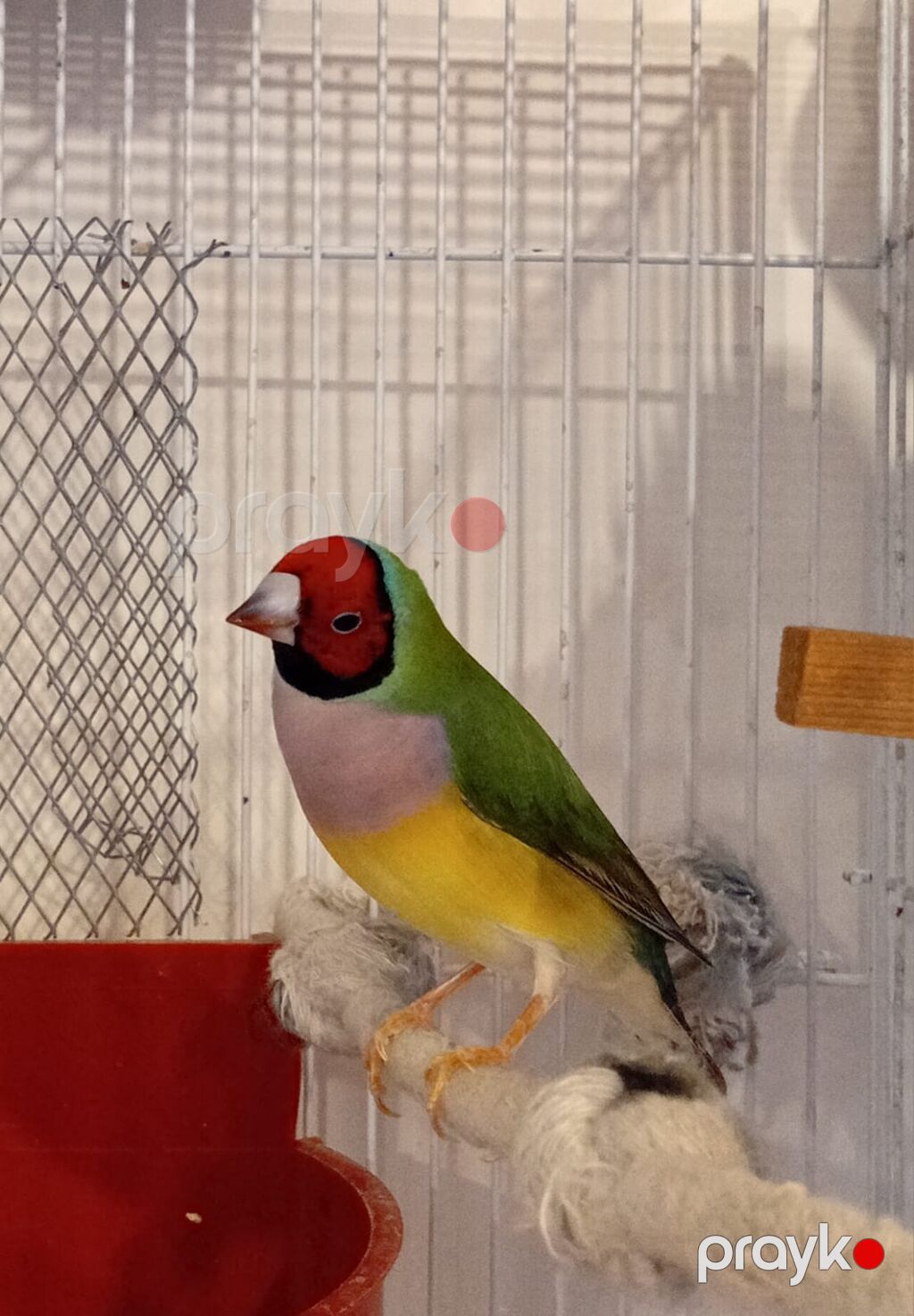 Məhsul: Gouldian ispinozu (rəngarəng finç) Təsvir: - Nadir və — Digərləri, Digah (5)