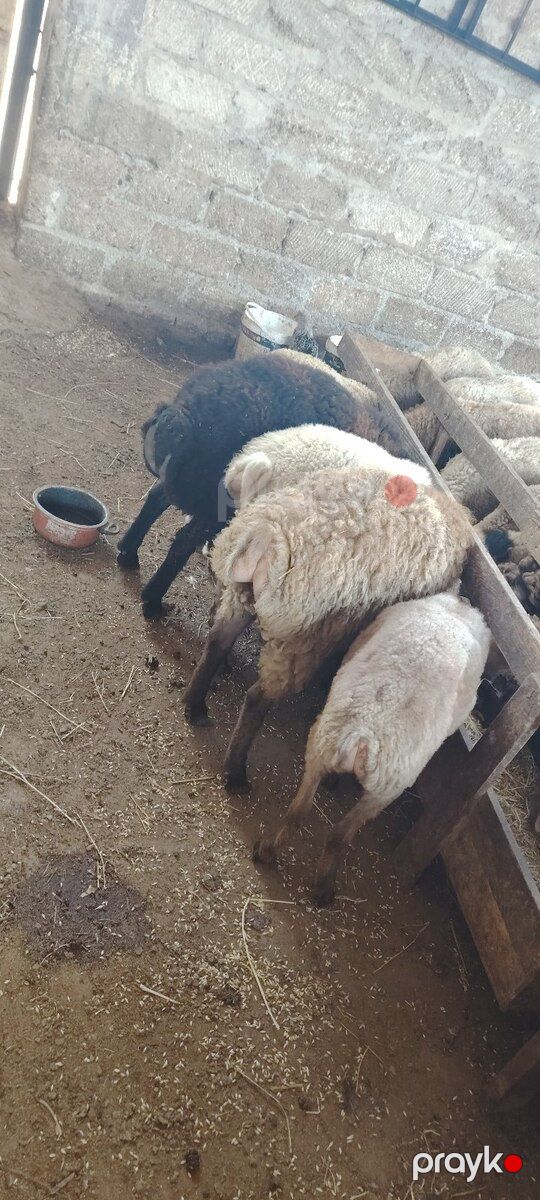 Quzular — Kənd təsərrüfatı heyvanları, Bakı (2)