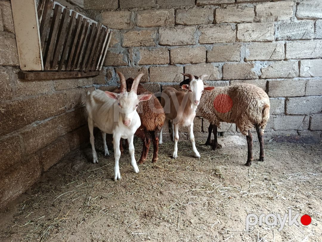 Quzu və keçilər — Kənd təsərrüfatı heyvanları, Bakı (4)