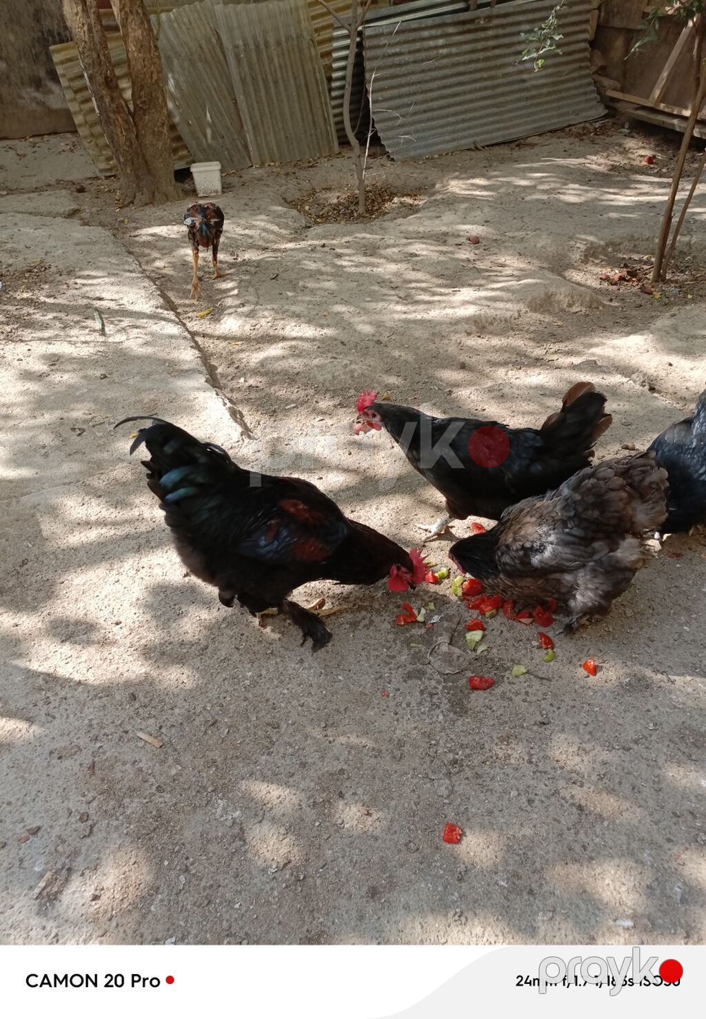 Toyuq, Damazlıq — Toyuq və xoruz, Bakı (2)