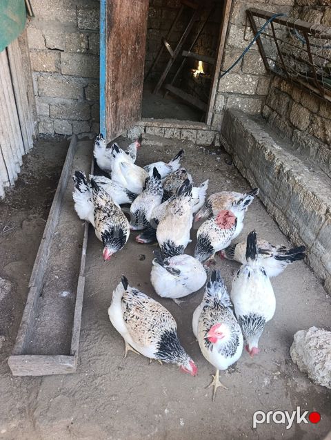 Toyuqlar — Bakı