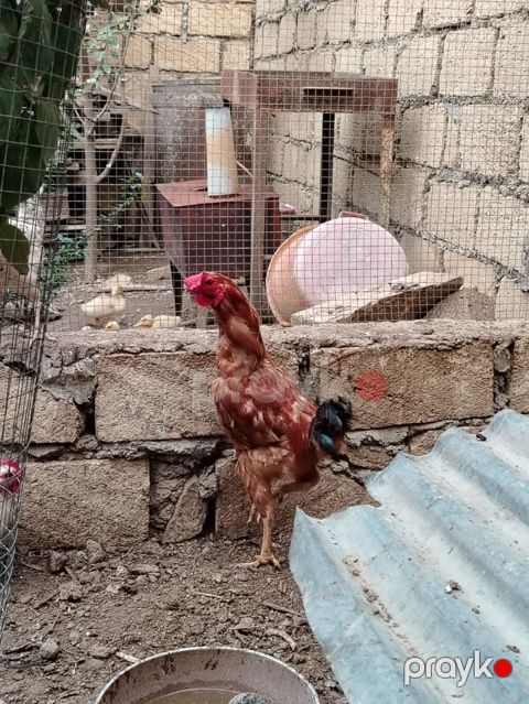 Toyuq, Yumurtalıq — Gəncə