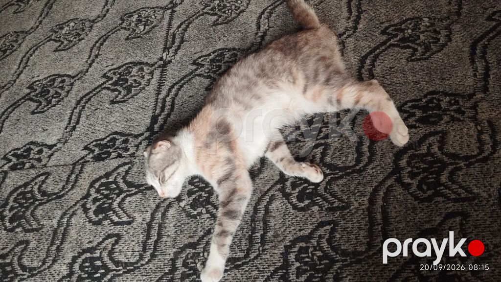 Dişi, Cütləşmə üçün, Rayonlara çatdırılma — Pişiklər, Quba (7)