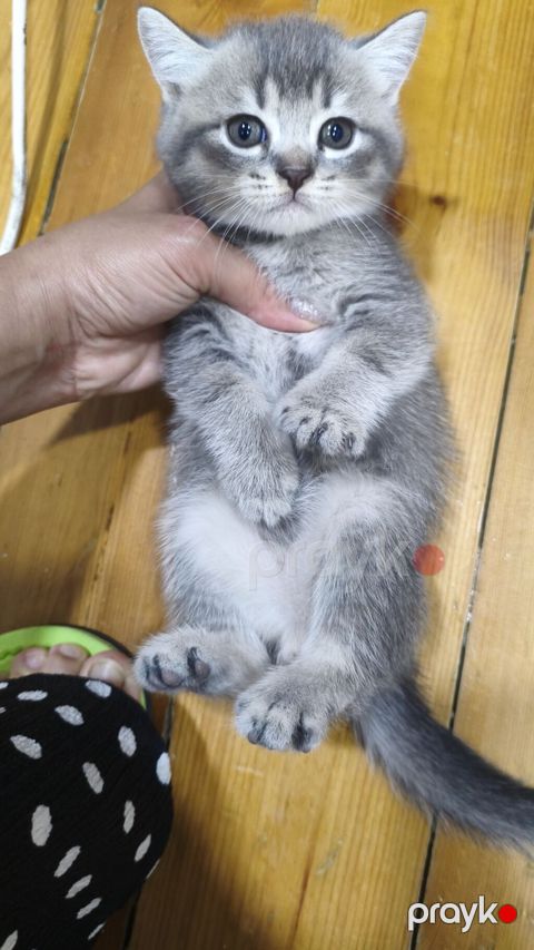 Şinşilla, Erkək, Yaxşı əllərə, Ödənişli çatdırılma — Xırdalan