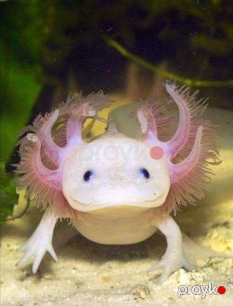 Aksolotl – unikal su amfibiyası (Ambystoma mexicanum) - Rəng — Bakı