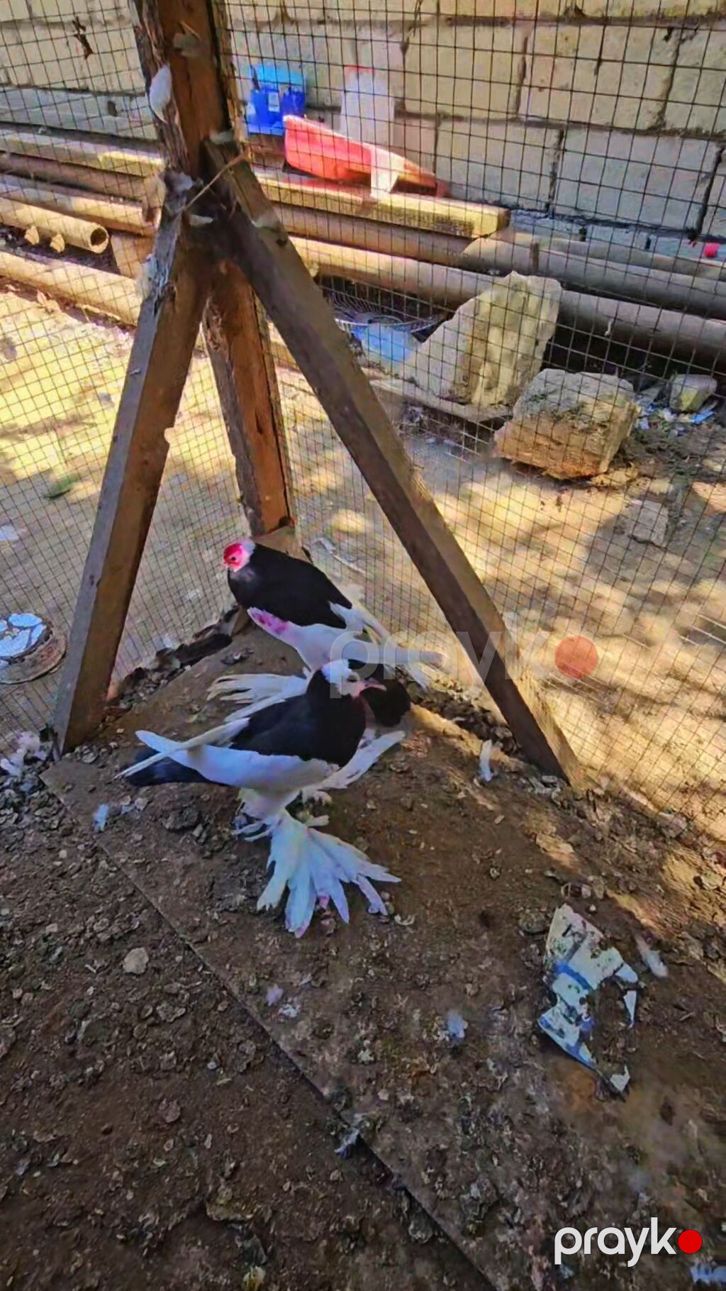 Cüt bəzəkli göyərçinlər - Növ: bəzək məqsədli, uzun paça (saçaqlı) — Göyərçin, Cəlilabad (4)