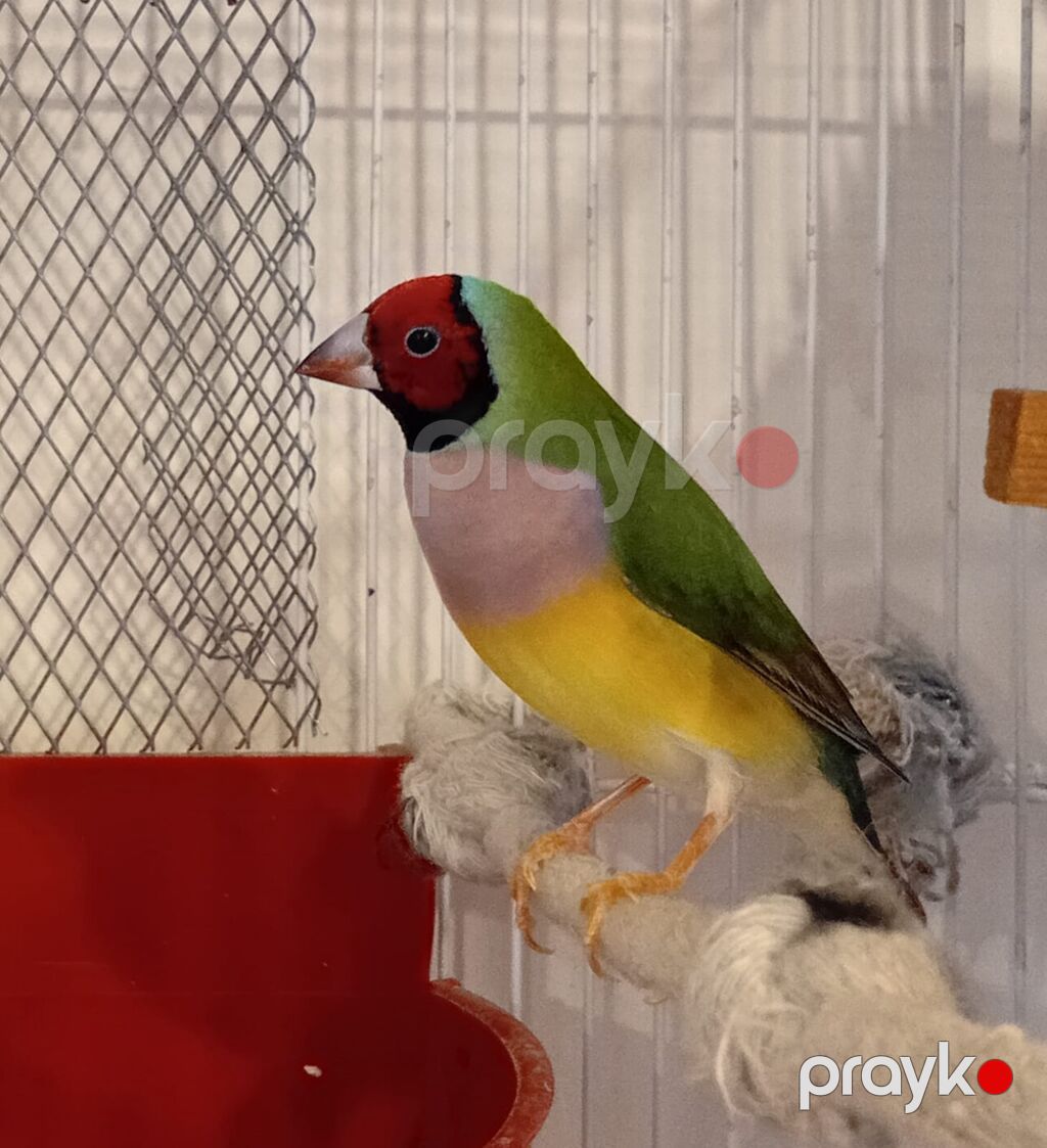 Məhsul: Gouldian ispinozu (rəngarəng finç) Təsvir: - Nadir və — Digərləri, Digah (2)