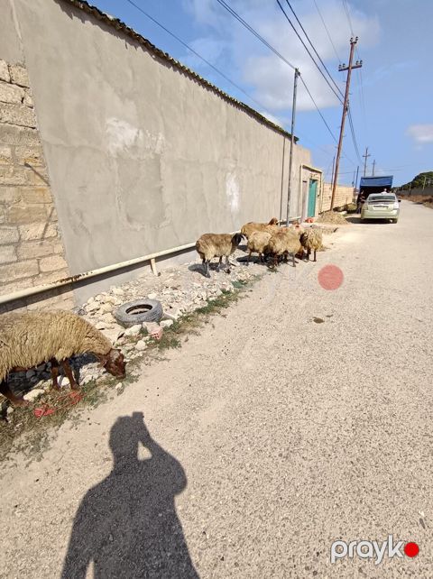 Qoyunlar — Bakı
