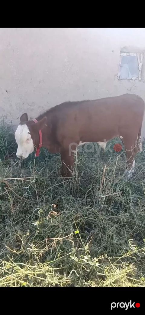 Hereford tipli dana - Rəng: qırmızı-qəhvəyi bədən, ağ alın və burun — İsmayıllı