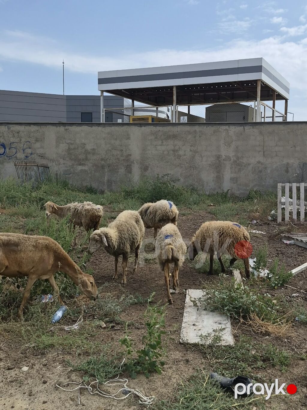 8 Qoyun sürüsü Təsvir: - Şəkillərdə görüldüyü kimi müxtəlif yaş və — Kənd təsərrüfatı heyvanları, Mehdiabad (6)