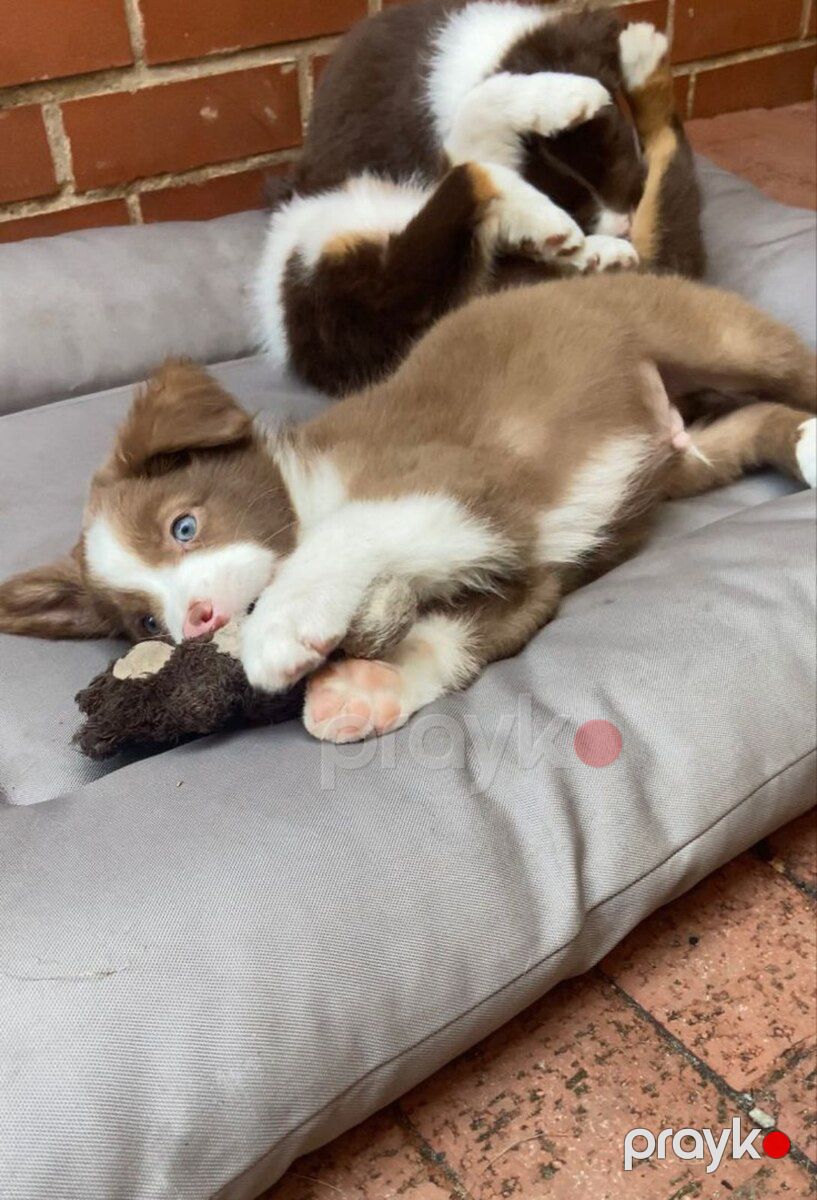 Border collie — Köpəklər, Bakı (3)