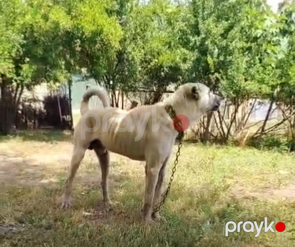Erkek eniy qoyuna gedir qoyun quzuya deymir heyvani qoyub gelmir — Köpəklər, Digah (3)