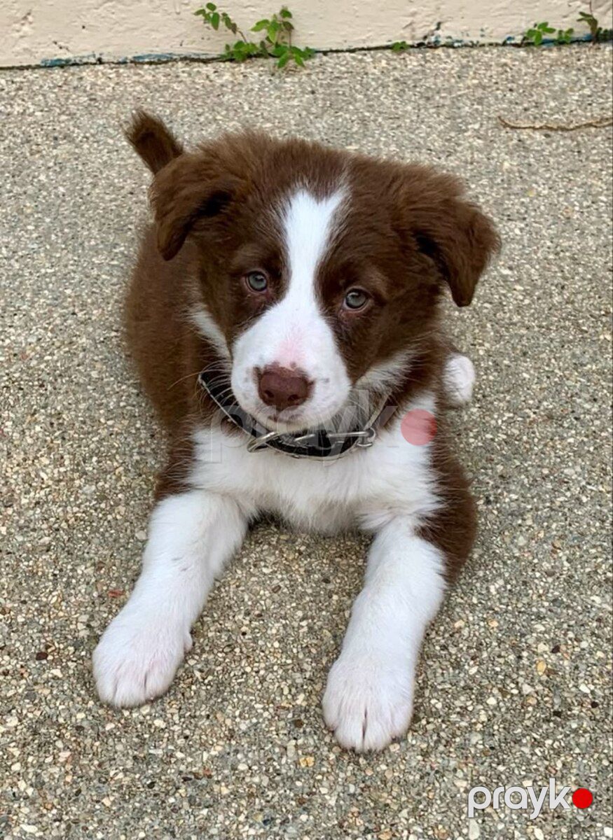 Border collie — Köpəklər, Bakı (4)