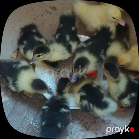 Balaca ördek balalari satiilir 10 gunlukdu saglam sekildedi hec bir — Bakı