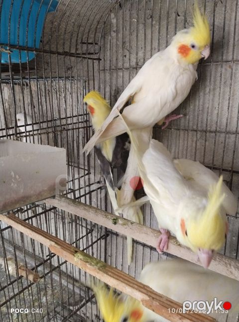 Tutuquşular — Bakı