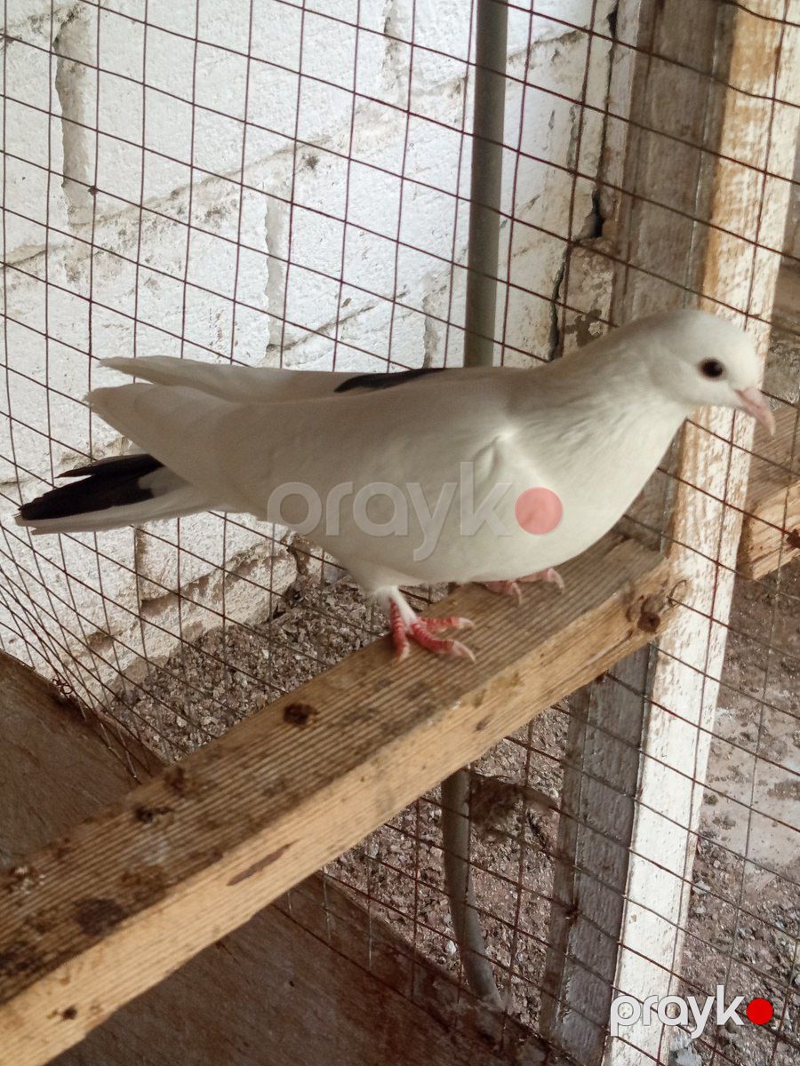 Göyərçin — Quşlar, Bakı (3)