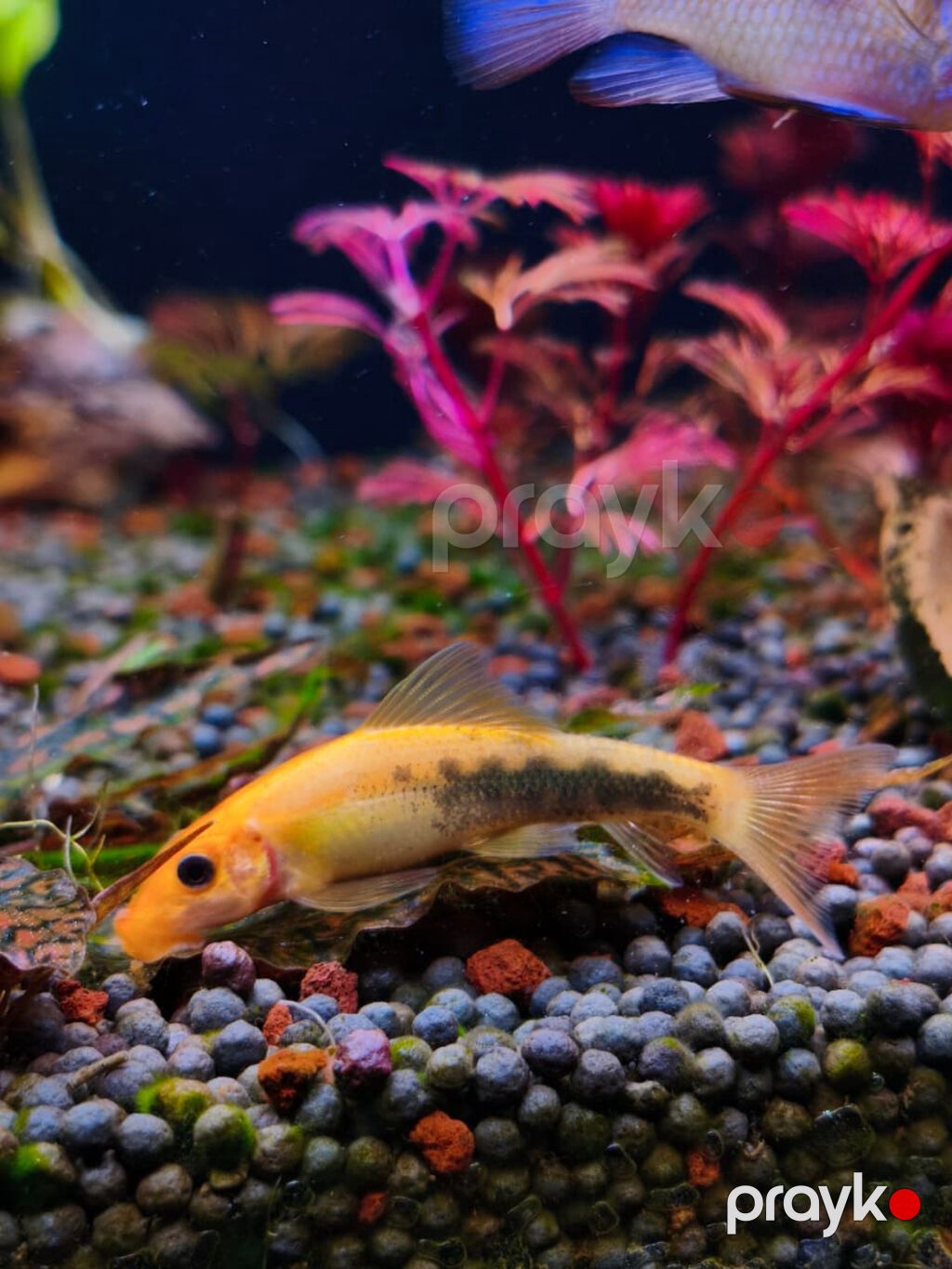 Gold Chinese Algae Eater. Qızılı Çin yosun yeyəni satıram. Barter — Akvariumlar və balıqlar, Xırdalan (2)