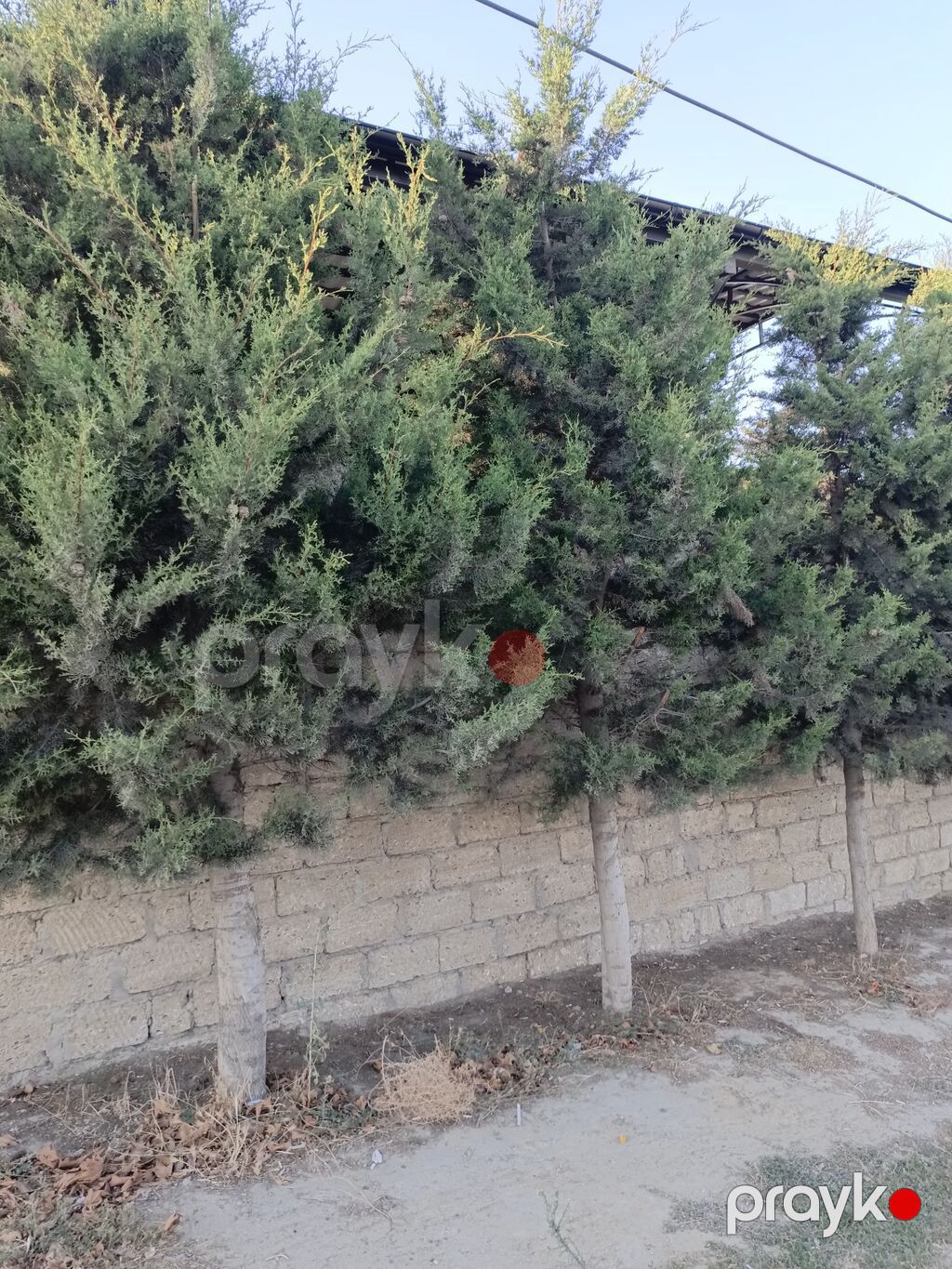 Salam cavan yolka agajdaridi bir 50 manatdan kim istese elaqe saxlaya — Ağaclar və fidan, Bakı (4)