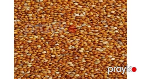 Tutuquşular üçün yem, darı 1 kq 2201699000007 — Bakı