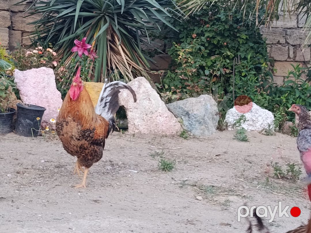 Toyuq və xoruz — Quşlar, Bakı (5)