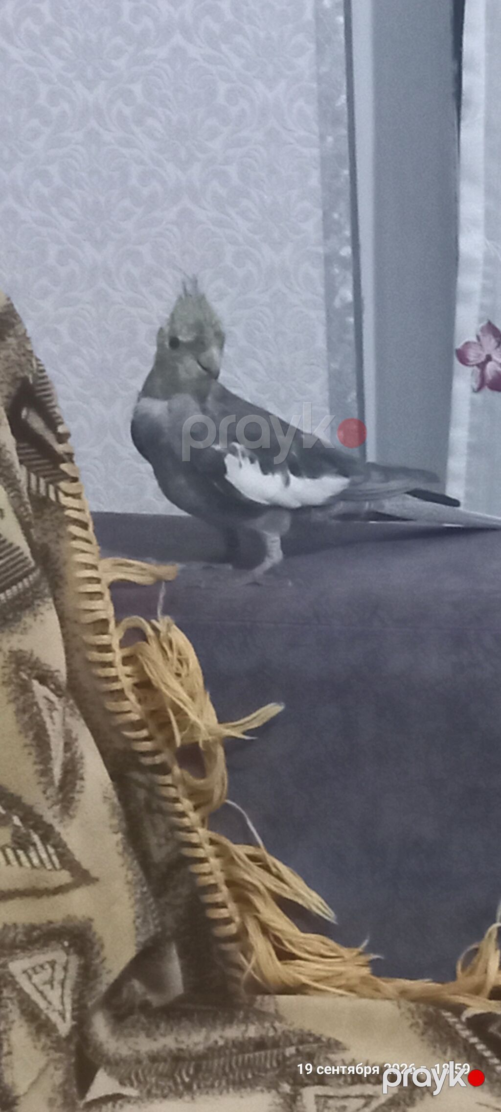 Nimfa (Cockatiel) tutuquşu – boz-ağ rəng çaları, yanaqlarında narıncı — Tutyun papağayı, Digah (6)