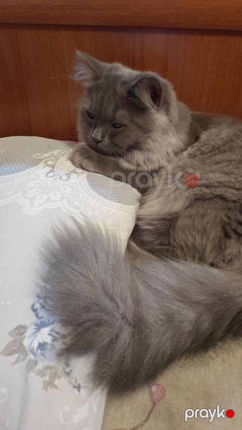 Dişi, Yaxşı əllərə, Ünvandan götürmə — Bakı