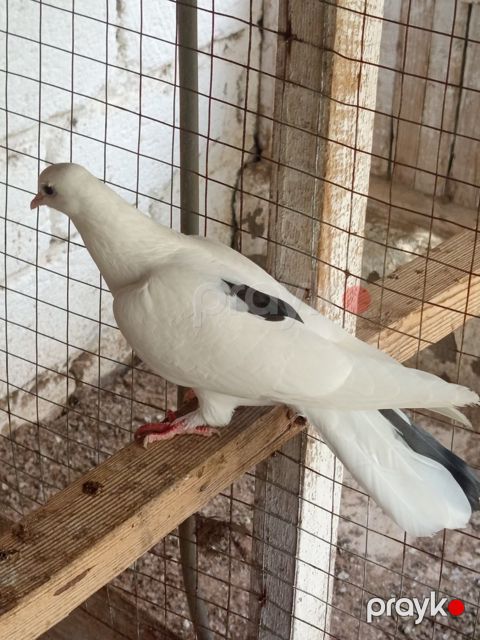 Göyərçin — Bakı