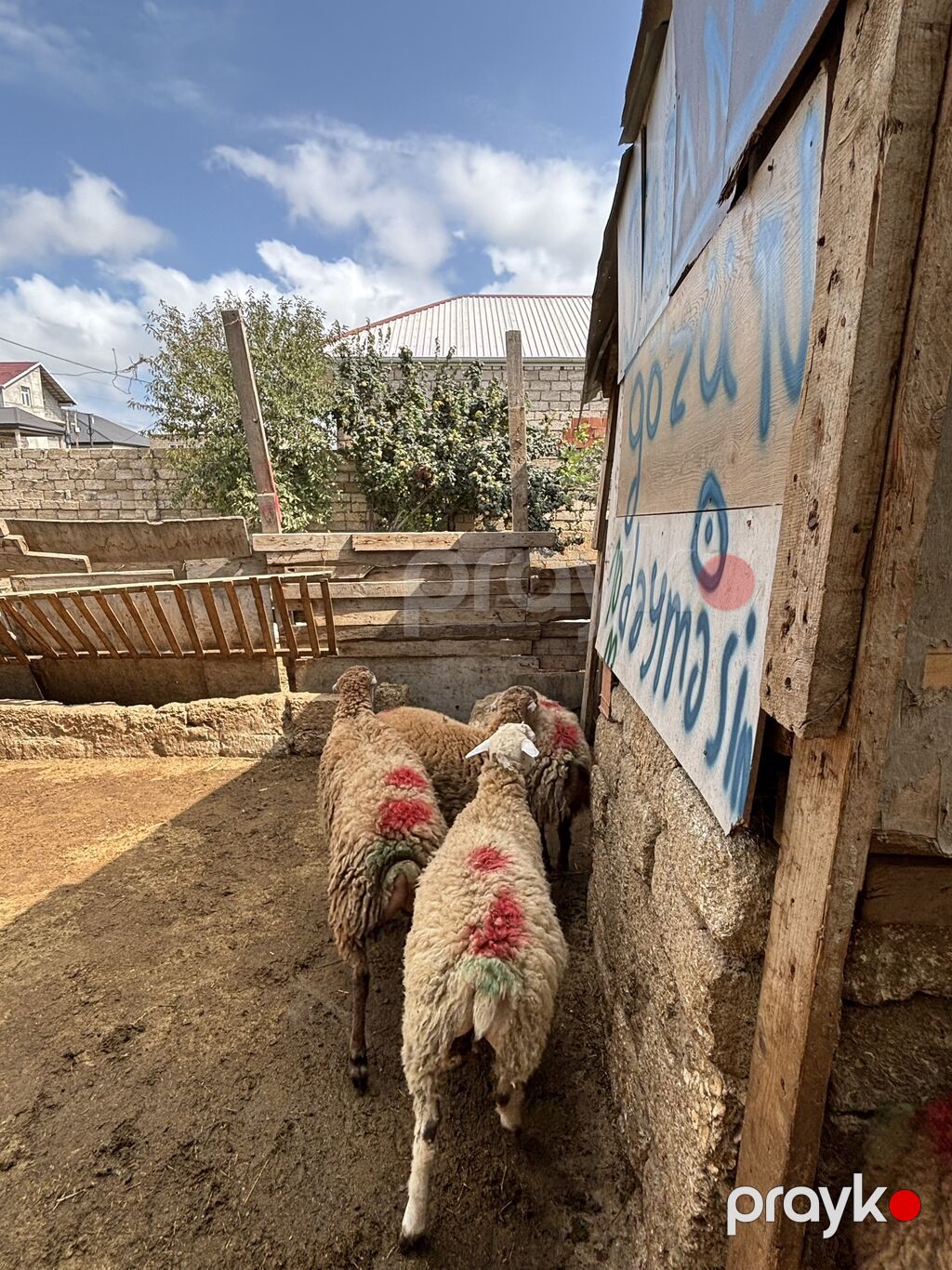 Quzu, Erkək, ay: 8, 35 kq, Ətlik, Ünvandan götürmə — Kənd təsərrüfatı heyvanları, Digah (5)