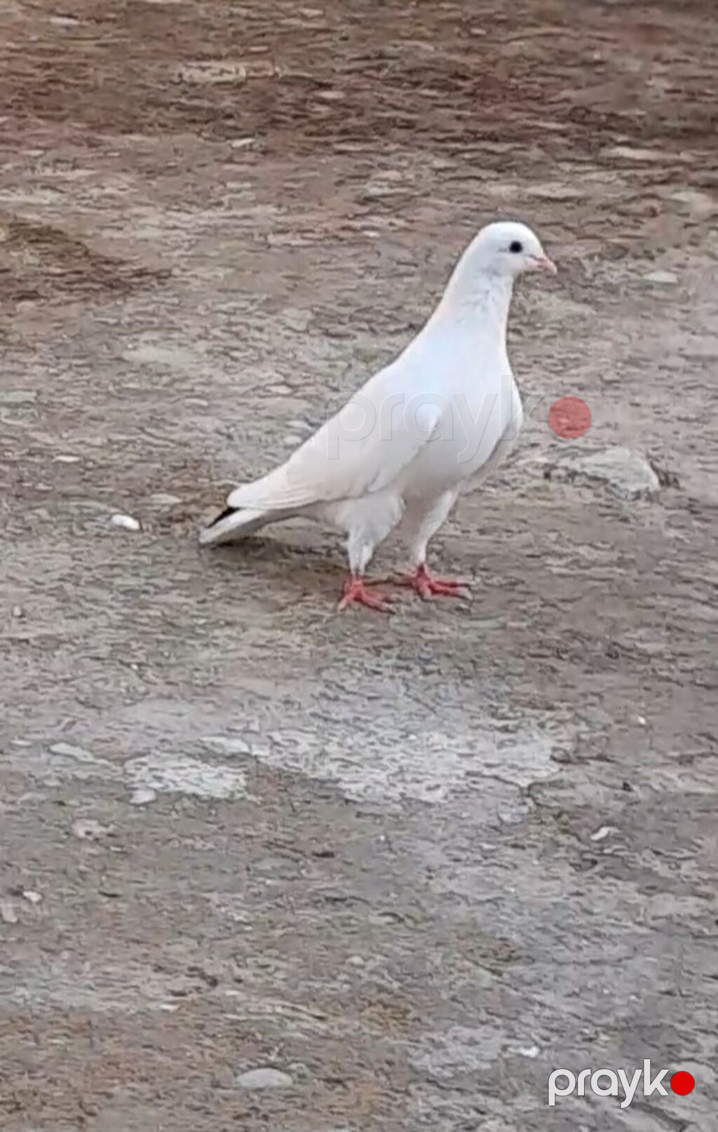 2 tuk qara quyrug erkey 14 tuk — Göyərçin, Bakı (2)