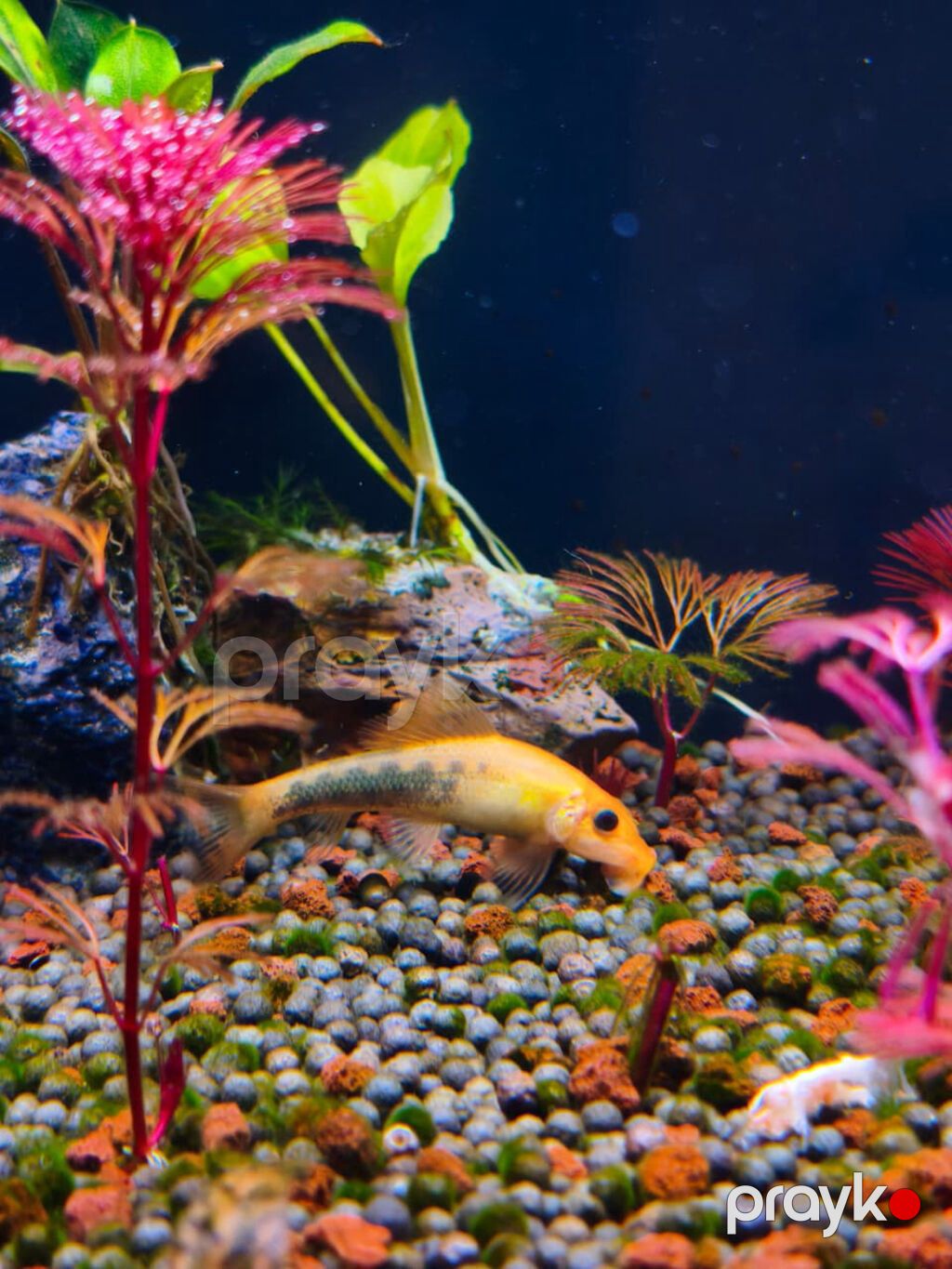 Gold Chinese Algae Eater. Qızılı Çin yosun yeyəni satıram. Barter — Akvariumlar və balıqlar, Xırdalan (4)