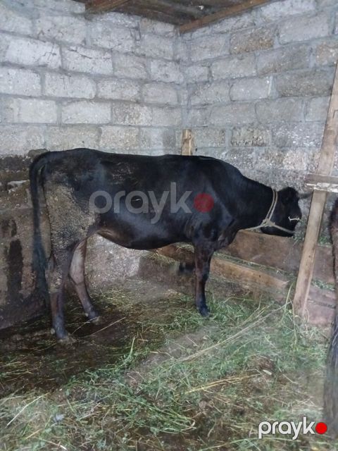 Dana — Xaçmaz