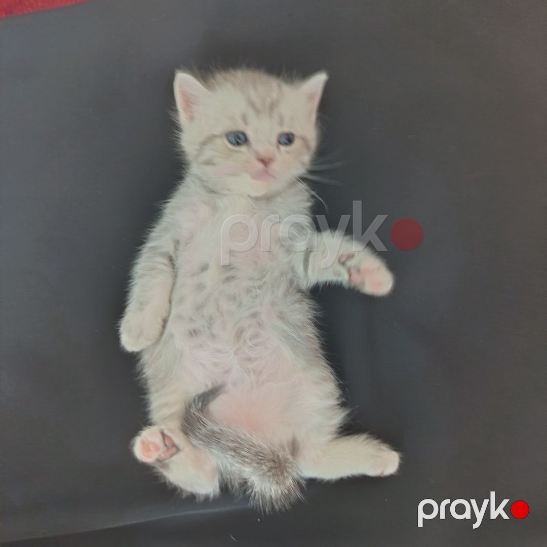 Şinşilla pişiyi — Pişiklər, Bakı (4)