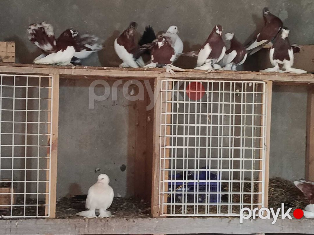 Göyərçinlər — Quşlar, Bakı (4)