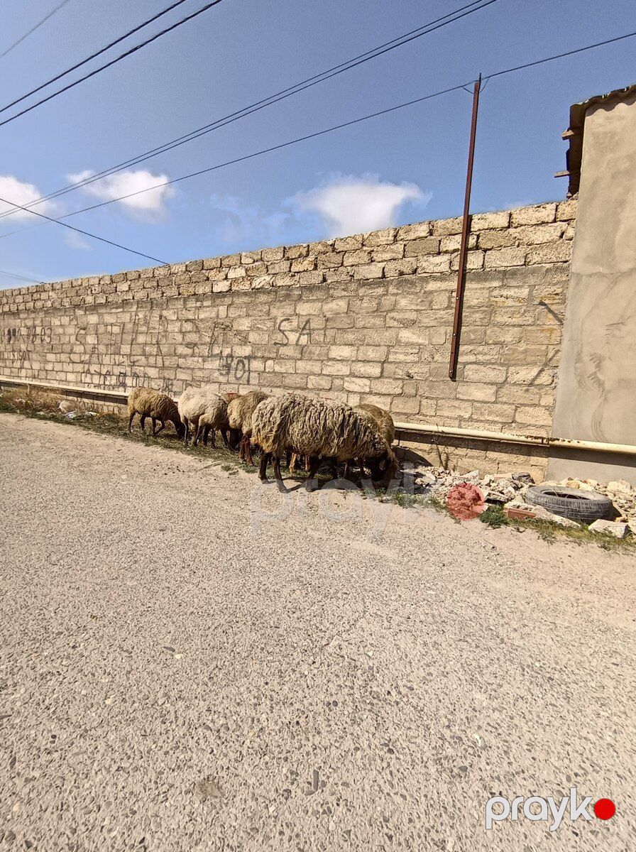 Qoyunlar — Kənd təsərrüfatı heyvanları, Bakı (4)