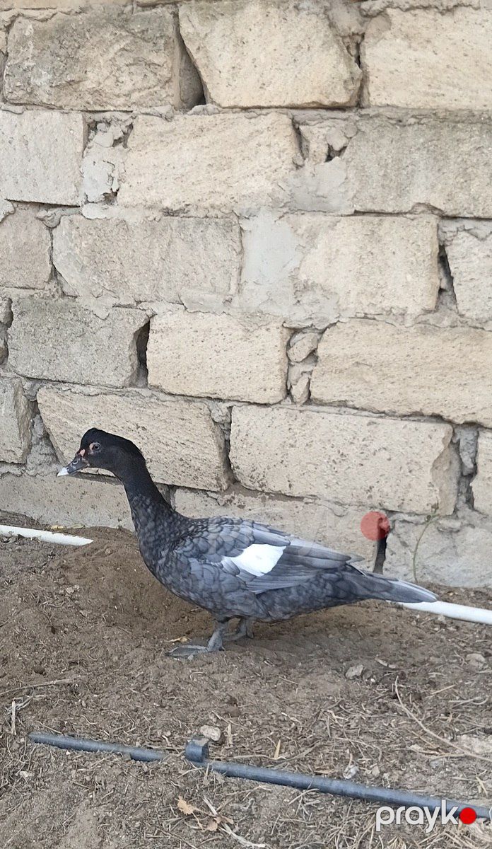 Macar ördəkləri — Quşlar, Bakı (6)