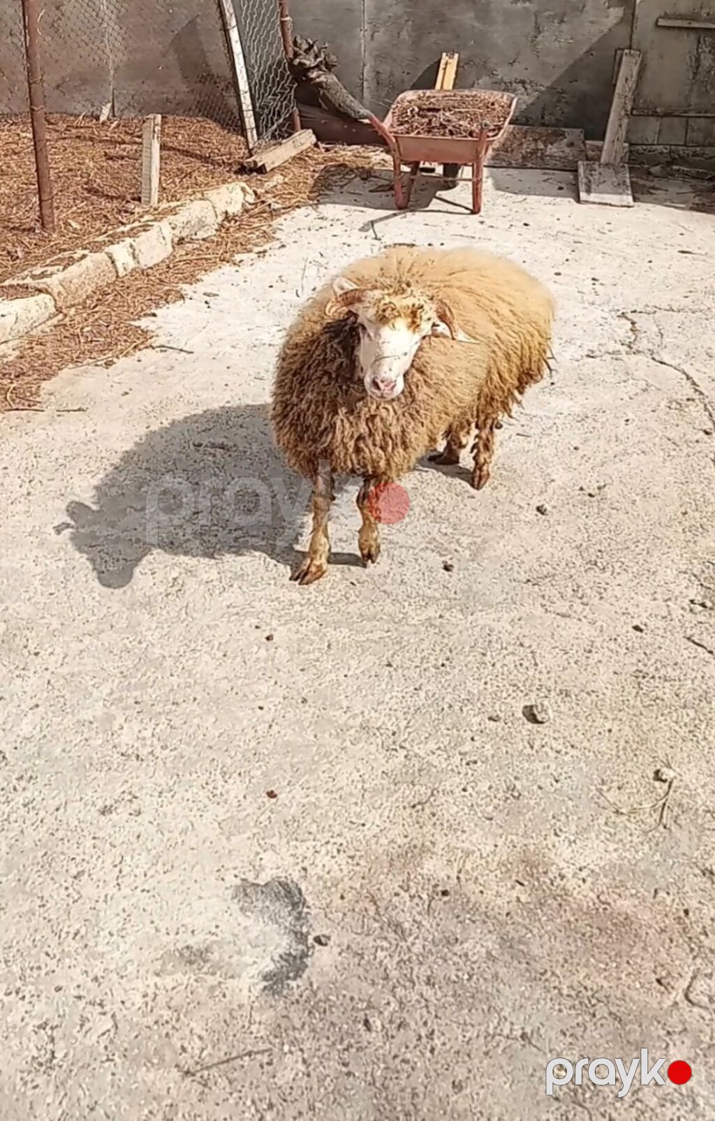 Erkek toxlu 6 ayliq suber kodur satlir 380 manat Uyğundur: - damazlıq — Kənd təsərrüfatı heyvanları, Masazır (2)