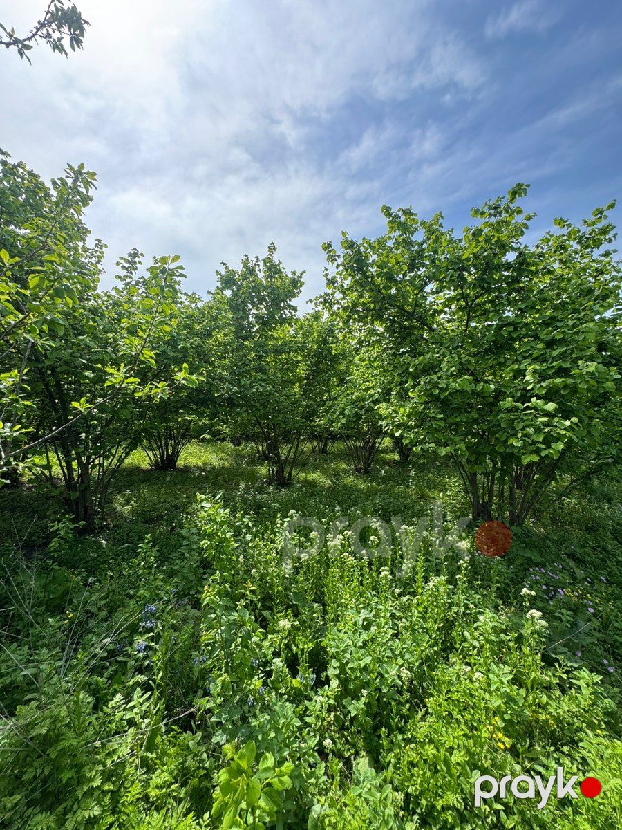 12 sot torpaq sahəsi, Qusar r — Torpaq, Qusar (4)
