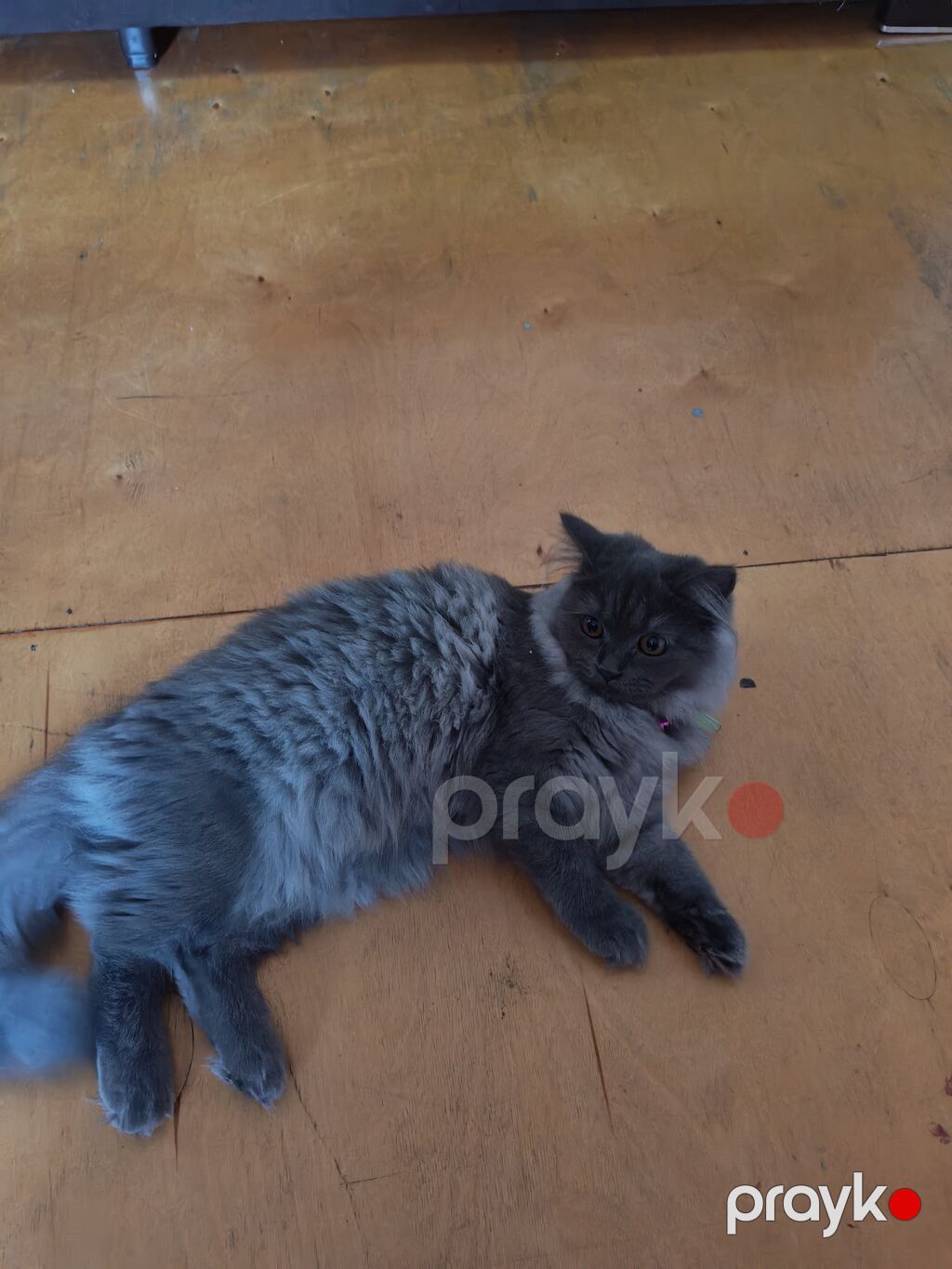 Dişi, Yaxşı əllərə, Ünvandan götürmə — Pişiklər, Bakı (3)