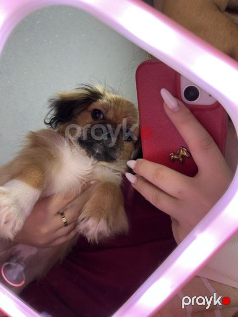 Pekines — Bakı