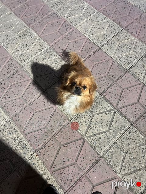 Pekines — Bakı