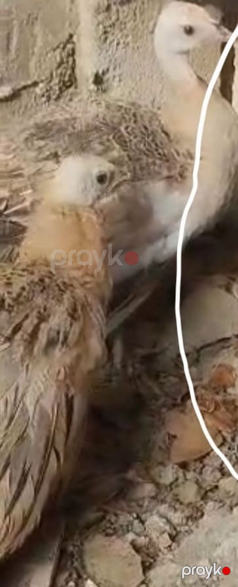 Məhsul: Tovuzaoxşar exotik quş – tovuz quşu balası (juvenil) 6 aya — Bakı