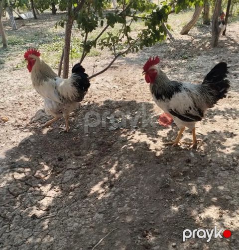 Xoruzlar — Bakı