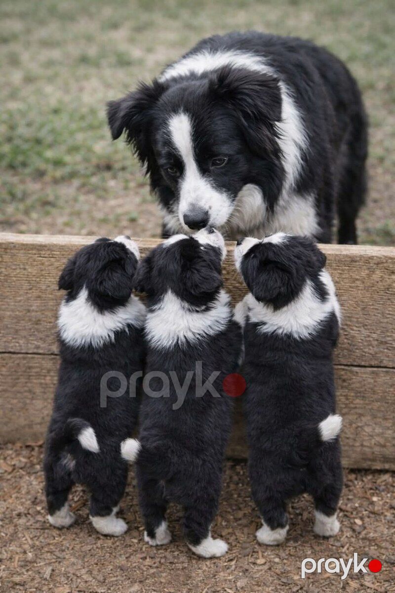 Border collie — Köpəklər, Bakı (8)