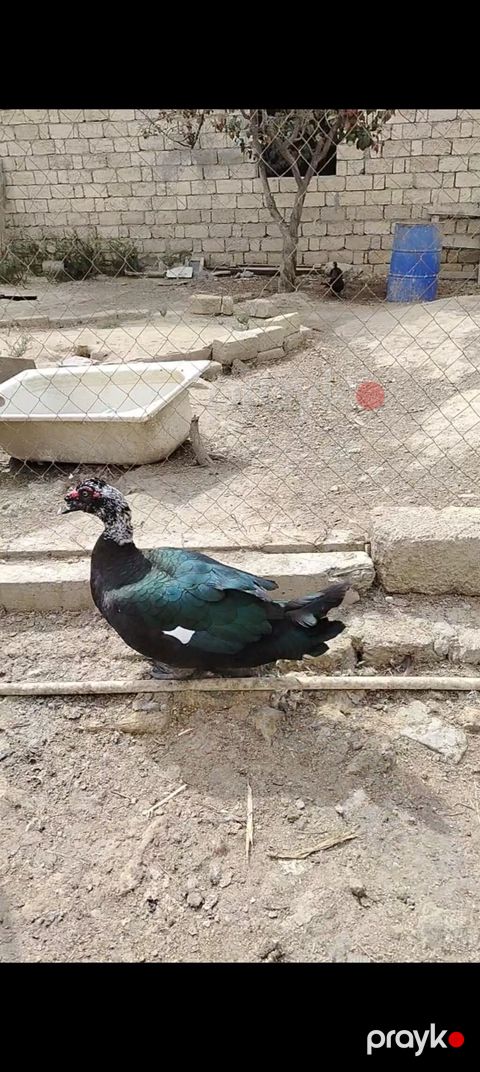 Musk ördəyi (Cairina moschata) - Rəng: tünd yaşıl-qara parıltılı — Masazır